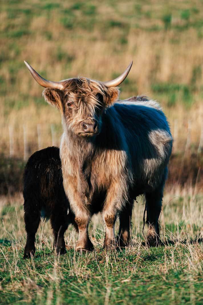 A hairy coo in Nova Scotia cow
