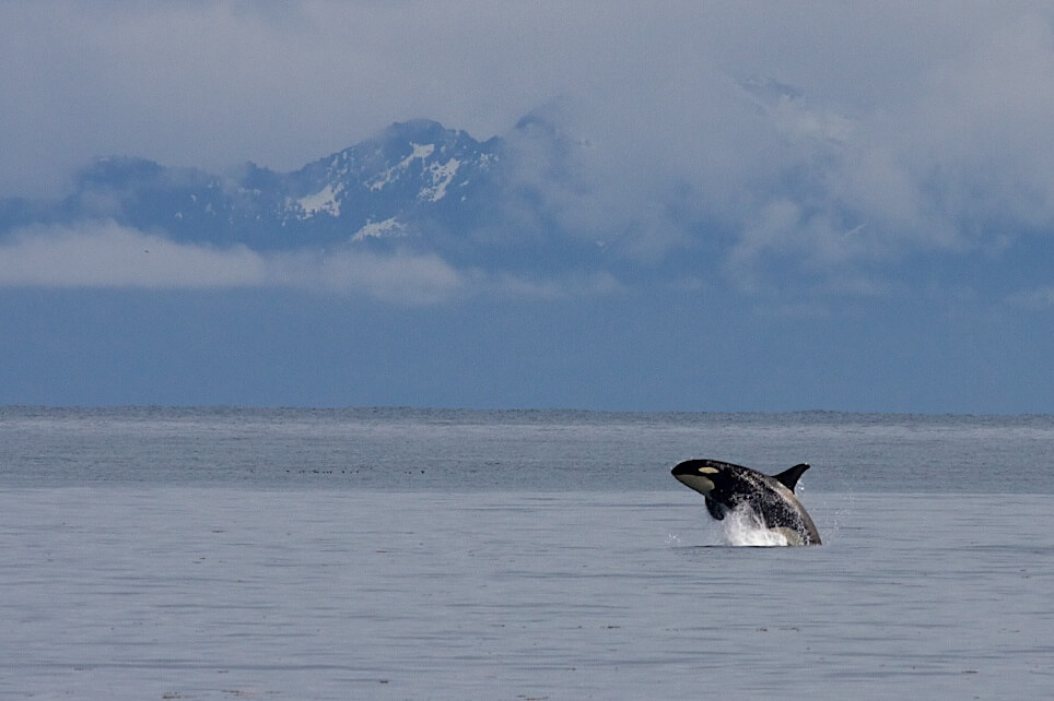 A photo of an orca jumping out of the water in Kenai Fjords National Park with the moutains in the background.